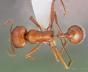 The venom of Pogonomyrmex maricopa is believed to be the most toxic insect venom in the world[3]