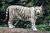 This White Tiger appreciates your good job.Alexcalamaro (talk) 07:53, 11 April 2020 (UTC)