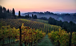 Vineyards in the Chianti region of Tuscany