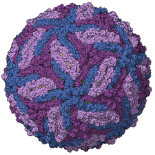 "Zika virus" viral envelope model, colored by chains, PDB entry 5ire