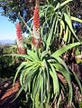 Aloe hexapetala (tilt-headed aloe)
