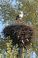 Image 10White storks on their nest in Belarus, 2009. The Stork is the national symbol of Belarus.[1]