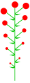 Geschlossener Blütenstand mit basipetaler Effloration