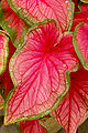 Leaf closeup (Caladium bicolor 'Florida Sweetheart')