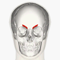 Position of corrugator supercilii muscle (red)