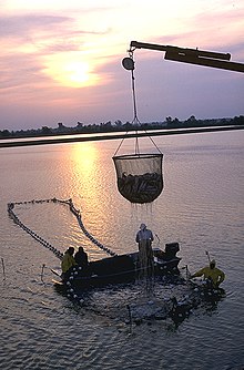Photo of dripping, cup-shaped net, approximately 6 feet (1.8 m) in diameter and equally tall, half-full of fish, suspended from crane boom, with four workers on and around larger, ring-shaped structure in water