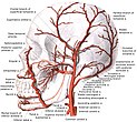 Branches of the external carotid artery