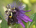 A pollen-covered female on a passionflower