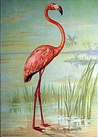 1908, Flamingo, by John Henry Hintermeister. Published by Church and Dwight.