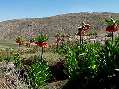 Plain of Fritillaria imperialis, Sepidan County