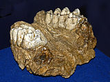 Jaw of Anancus arvernensis from Quaternary of Italy