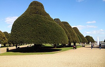 Shaped trees in the Great Fountain Garden