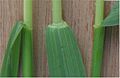 Blunt ligule 1 mm high, also showing a few very fine hairs of the plant