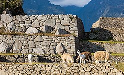 Llamas at Machu Picchu.