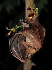 A small, yellowish brown bat clings upside down to a branch with one foot. Its wings are slightly spread and it has a narrow snout.