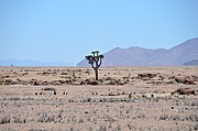 Isolated quiver tree at Namib-Naukluft Park