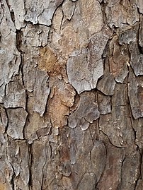 Bark with resin pockets visible