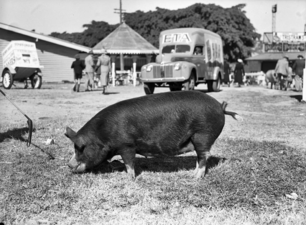 Champion sow, Queensland, 1951