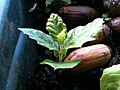 Q. rotundifolia germinating