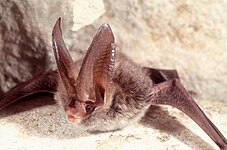 Rafinesque's big-eared bats (Corynorhinus rafinesquii)