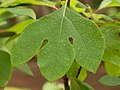 Trilobed leaf