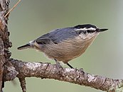 Corsican nuthatch (S. whiteheadi)