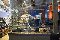 The skeleton of female upland moa with egg in unlaid position within the pelvic cavity in Otago Museum