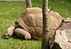 A large, grey tortoise on a grass lawn.
