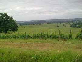 Vineyards in Aydie