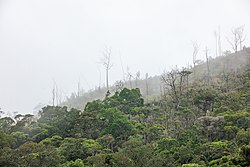 the Tsitongambarika forest