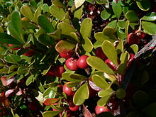 Reddish berries growing among thick, green, paddle-shaped leaves.