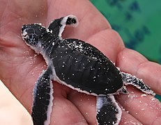 hatched Green sea turtle