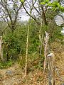 Ceiba tree at O Parks, WildLife, and Recreation, El Ostional, Nicaragua