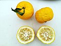 Citrus × junos fruits and cross sections