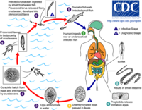 Life cycle of the fish tapeworm Diphyllobothrium latum
