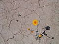 A desert marigold pushes its way through the dry, cracked, and sun-hardened desert after a rare and substantial rainfall