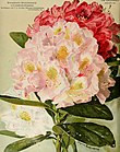 Seidelsche Rhododendron-Züchtungen aus Grüngräbchen, 1903