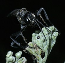 Eremnophila aureonotata