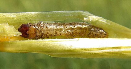 Caterpillar of European corn borer in maize