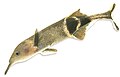A mormyrid electric fish of Africa