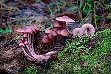 alt=Two purplish-pink mushrooms with bell-shaped caps; one mushroom is growing in rotting wood, the other has been pulled out and lies beside it.