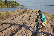 Man watering cucumbers on small island