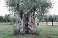 Trunk / stump of a still-rooted olive tree