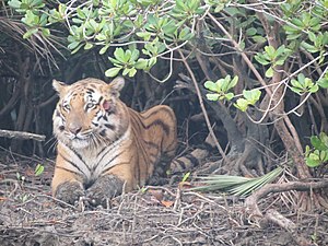 Bengal tiger in the Sunderbans