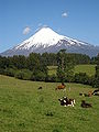 Cattle grazing near Llanquihue Lake. Osorno Volcano in the background.