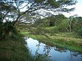 Amanzimtoti River at Ilanda Wilds