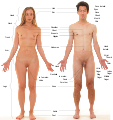 Labels of human body features displayed on images of actual human bodies, from which body hair and male facial hair have been removed.