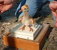 A baby Mississippi sandhill crane is weighed at White Oak Conservation.