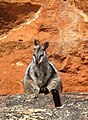 Schwarzpfoten-Felskänguru