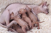 Sphynx mother with kittens